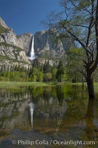 Yosemite Falls is reflected in a springtime pool in flooded Cooks Meadow, Yosemite Valley, Yosemite National Park, California