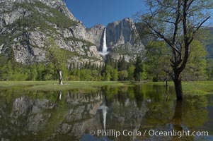 Yosemite Falls is reflected in a springtime pool in flooded Cooks Meadow, Yosemite Valley, Yosemite National Park, California