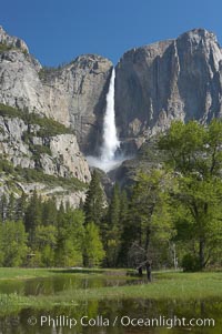 Yosemite Falls rises above Cooks Meadow.  The 2425 falls, the tallest in North America, is at peak flow during a warm-weather springtime melt of Sierra snowpack.  Yosemite Valley, Yosemite National Park, California