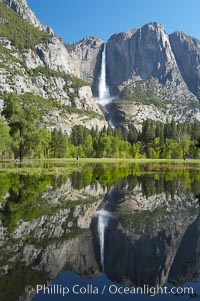 Yosemite Falls is reflected in a springtime pool in flooded Cooks Meadow, Yosemite Valley, Yosemite National Park, California