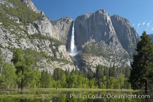 Yosemite Falls rises above Cooks Meadow.  The 2425 falls, the tallest in North America, is at peak flow during a warm-weather springtime melt of Sierra snowpack.  Yosemite Valley, Yosemite National Park, California