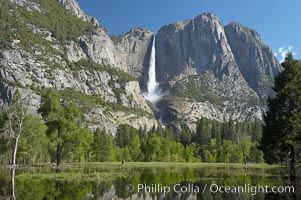 Yosemite Falls rises above Cooks Meadow.  The 2425 falls, the tallest in North America, is at peak flow during a warm-weather springtime melt of Sierra snowpack.  Yosemite Valley, Yosemite National Park, California