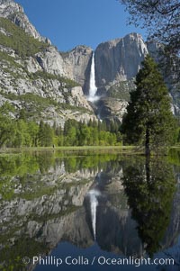 Yosemite Falls is reflected in a springtime pool in flooded Cooks Meadow, Yosemite Valley, Yosemite National Park, California