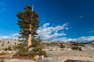 Trees cling to the granite surroundings of Olmsted Point, Yosemite National Park, California