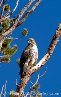Unidentified raptor bird perched in a pine tree, High Sierra near Tioga Pass, Yosemite National Park, California