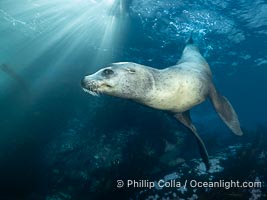 Young Adult Male California Sea Lion Underwater, his sagittal crest (bump on his head) is starting to be visible. In another year or two he will be large enough to challenge for his own harem and begin mating with females, Zalophus californianus, Coronado Islands (Islas Coronado)