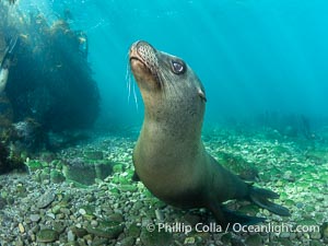 Young Adult Male California Sea Lion Underwater, his sagittal crest (bump on his head) is starting to be visible, Zalophus californianus, Coronado Islands (Islas Coronado)