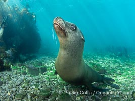 Young Adult Male California Sea Lion Underwater, his sagittal crest (bump on his head) is starting to be visible, Zalophus californianus, Coronado Islands (Islas Coronado)