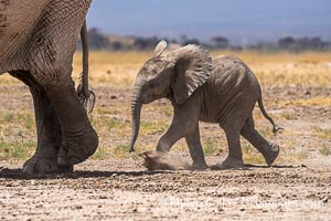Young African Elephant, Amboseli National Park, Loxodonta africana