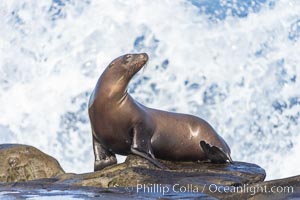 Young California sea lion and breaking wave, La Jolla