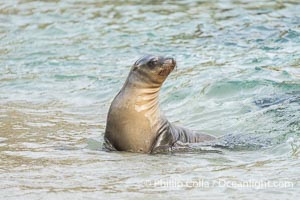 Young California Sea Lion at the Beach at La Jolla Cove, San Diego, Zalophus californianus