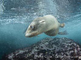Young California Sea Lion at the Coronado Islands, Mexico, underwater, Zalophus californianus, Coronado Islands (Islas Coronado)