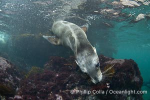 Interesting fur pattern on back of young California sea lion, at the Coronado Islands, Mexico, underwater, Zalophus californianus, Coronado Islands (Islas Coronado)