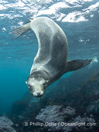 Interesting fur pattern on back of young California sea lion, at the Coronado Islands, Mexico, underwater, Zalophus californianus, Coronado Islands (Islas Coronado)