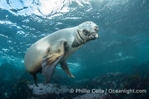 Young California Sea Lion at the Coronado Islands, Mexico, underwater, Zalophus californianus, Coronado Islands (Islas Coronado)