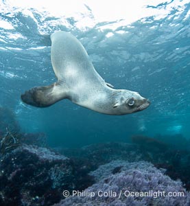 Young California Sea Lion at the Coronado Islands, Mexico, underwater, Zalophus californianus, Coronado Islands (Islas Coronado)