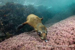 Young California Sea Lion Discovers a Seashell, Coronado Islands, Baja California, Mexico, Zalophus californianus, Coronado Islands (Islas Coronado)