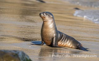 California Sea Lion on Golden Sand Beach La Jolla Cove, San Diego, Zalophus californianus