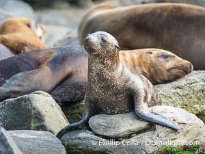 Young California sea lion at La Jolla Cove, Zalophus californianus