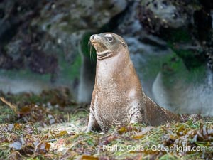 Young California sea lion at La Jolla Cove, Zalophus californianus
