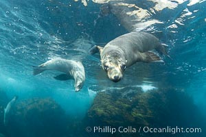 Young California Sea Lion Playing Underwater, Mexico, Zalophus californianus, Coronado Islands (Islas Coronado)