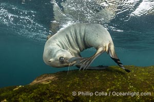 Cute young California Sea Lion playing with its own tail, Coronado Islands, Baja California, Mexico