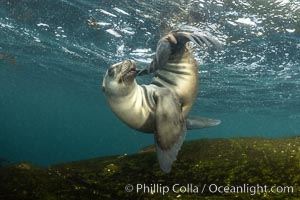 Cute young California Sea Lion playing with its own tail, Coronado Islands, Baja California, Mexico, Zalophus californianus, Coronado Islands (Islas Coronado)