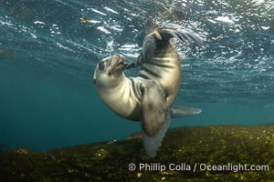 Cute young California Sea Lion playing with its own tail, Coronado Islands, Baja California, Mexico, Zalophus californianus, Coronado Islands (Islas Coronado)