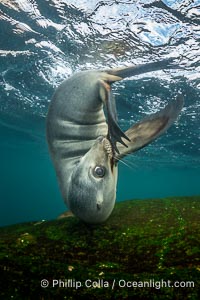 Cute young California Sea Lion playing with its own tail, Coronado Islands, Baja California, Mexico, Zalophus californianus, Coronado Islands (Islas Coronado)