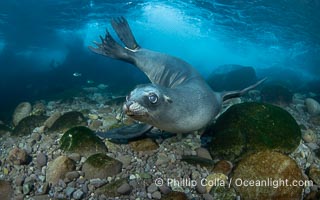 Young California Sea Lion Pup Looks at the Underwater Camera That Is Taking Its Photograph, in the Coronado Islands, Baja, Mexico. In this shallow cobblestone-strewn cove, sea lions often chase zebra perch two of which are seen in the background, Zalophus californianus, Coronado Islands (Islas Coronado)