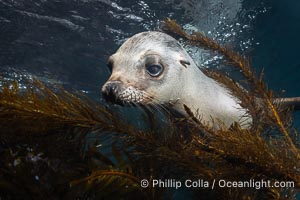 Young California Sea Lion Pup Looks at the Underwater Camera Taking Its Photograph, Zalophus californianus, Coronado Islands (Islas Coronado)