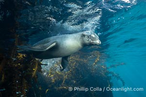 Young California Sea Lion Pup Looks at the Underwater Camera Taking Its Photograph, in the Coronado Islands, Baja, Mexico, Zalophus californianus, Coronado Islands (Islas Coronado)