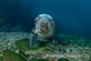 Young California Sea Lion Pup Looks at the Underwater Camera Taking Its Photograph, in the Coronado Islands, Baja, Mexico, Zalophus californianus, Coronado Islands (Islas Coronado)