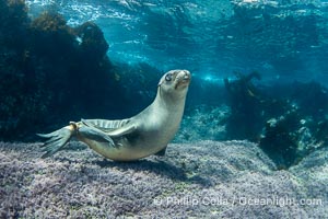 Young California Sea Lion Pup Looks at the Underwater Camera Taking Its Photograph, Zalophus californianus, Coronado Islands (Islas Coronado)