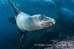 Young California Sea Lion Pup Looks at the Underwater Camera Taking Its Photograph, Zalophus californianus, Coronado Islands (Islas Coronado)