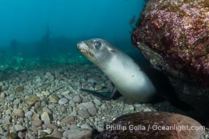 Young California Sea Lion Pup On the Cobblestone Patch, Looking at the Underwater Camera Taking Its Photograph, in the Coronado Islands, Baja, Mexico. Young sea lions will often play with the cobblestones seen here, lifting them into the water column before letting them sink back down, all the while keeping them just out of reach of the divers they are taunting, Zalophus californianus, Coronado Islands (Islas Coronado)