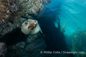 Young California Sea Lion Pup hovers along a rocky reef while early morning sunlight beams cut through the water behind it, in the Coronado Islands, Baja, Mexico, Zalophus californianus, Coronado Islands (Islas Coronado)