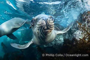 A cute young California Sea Lion Pup comes to the camera for a close look at its reflection, in the Coronado Islands, Baja, Mexico, Zalophus californianus, Coronado Islands (Islas Coronado)