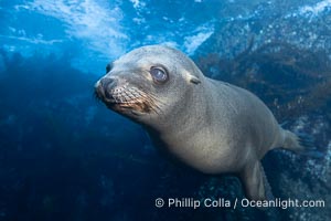 Young California Sea Lion Pup Looks at the Underwater Camera Taking Its Photograph, in the Coronado Islands, Baja, Mexico, Zalophus californianus, Coronado Islands (Islas Coronado)