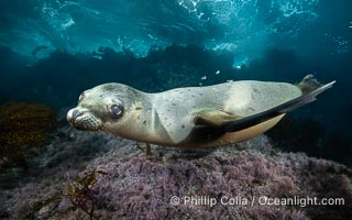 Young California Sea Lion Pup Looks at the Underwater Camera Taking Its Photograph, in the Coronado Islands, Baja, Mexico, Zalophus californianus, Coronado Islands (Islas Coronado)