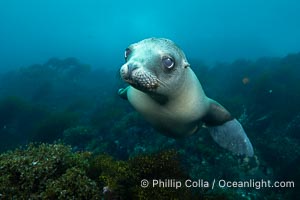 Young California Sea Lion Pup Looks at the Underwater Camera Taking Its Photograph, in the Coronado Islands, Baja, Mexico, Zalophus californianus, Coronado Islands (Islas Coronado)