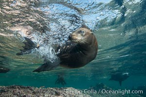 Young California sea lion pup underwater, Sea of Cortez, Zalophus californianus