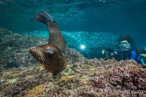 Young California sea lion pup underwater, Sea of Cortez, Zalophus californianus