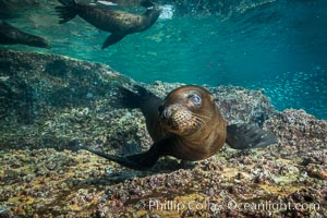 Young California sea lion pup underwater, Sea of Cortez, Zalophus californianus