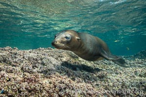 Young California sea lion pup underwater, Sea of Cortez, Zalophus californianus