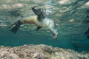 Young California sea lion pup underwater, Sea of Cortez, Zalophus californianus