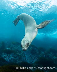 A young California sea lion pup hovers upside down, looking down curiously at the photographer below it, in the shallows of the sea lion colony at the Coronado Islands, Mexico, Zalophus californianus, Coronado Islands (Islas Coronado)