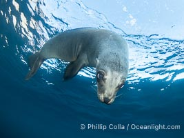 A young California sea lion pup hovers upside down, looking down curiously at the photographer below it, in the shallows of the sea lion colony at the Coronado Islands, Mexico, Zalophus californianus, Coronado Islands (Islas Coronado)