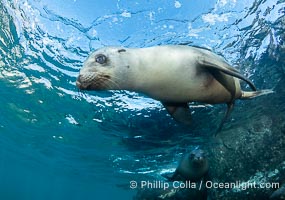 A young California sea lion pup hovers upside down, looking down curiously at the photographer below it, in the shallows of the sea lion colony at the Coronado Islands, Mexico, Zalophus californianus, Coronado Islands (Islas Coronado)