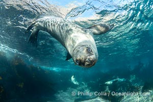 A young California sea lion pup hovers upside down, looking down curiously at the photographer below it, in the shallows of the sea lion colony at the Coronado Islands, Mexico, Zalophus californianus, Coronado Islands (Islas Coronado)